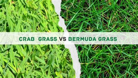 Crab Grass Vs Bermuda Grass 10 Key Differences And The Winner