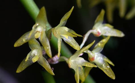 Anathallis Obovata South American Bonnet Orchid Care And Culture Travaldo S Blog