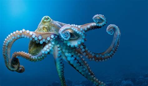 Giant Pacific Octopus Octopus Giant Pacific Octopus