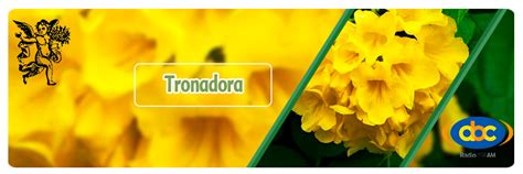 He estado investigando algunas plantas que pudieran ayudar a combatir la diabetes, pero no se si al consumirlas pudieran tener alguna contraindicación? Plantas Que Curan Y Sanan La Diabetes : Hierbas Podikizhi ...