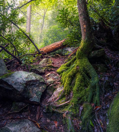 Nature Trees Forest Moss Stones Plants Wallpapers Hd