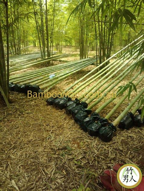 Smart Bamboo Plants Bamboo Whitsunday In 2023 Bamboo Landscape