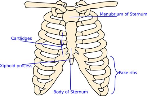 Rib Cage Anatomy Labeled Diagram Body Of Sternum Diagram Full Version