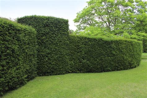 The best shrubs for privacy grow densely, require little maintenance and block a view completely. Best Hedges to Plant - Fast-growing and Elegant Privacy Hedges