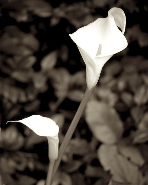 Long Stem Lily Photograph By Shawn Johnson Fine Art America
