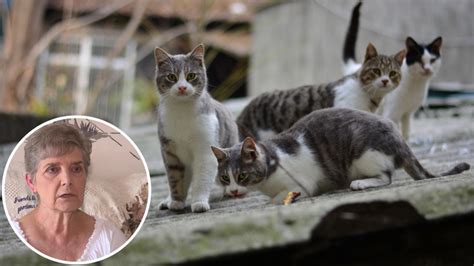 woman 79 sentenced to jail after feeding stray neighbourhood cats in garfield 7news