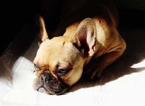 SOPHIE, the Sleepy French Bulldog. | French bulldog, Bulldog pics, Bulldog
