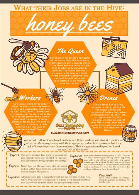 Honey Bee Facts Where They Are From What They Eat And What They