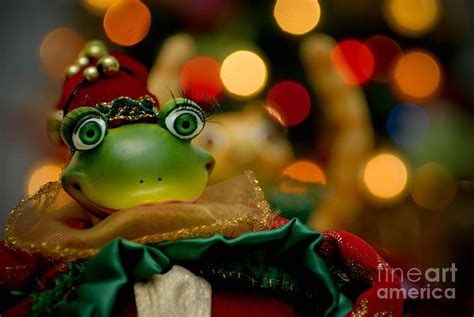 Christmas Frog Photograph By Amy Cicconi