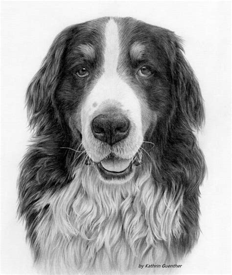 Bernese Mountain Dog By Kathrin Guenther Bernese Mountain Dog Dog