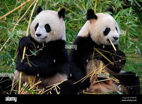 Giant Panda Ailuropoda Melanoleuca Two Feeding On Bamboo Captive