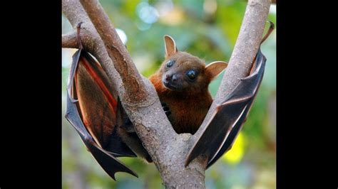 Bat Flying Foxes ચામાચીડિયું Youtube