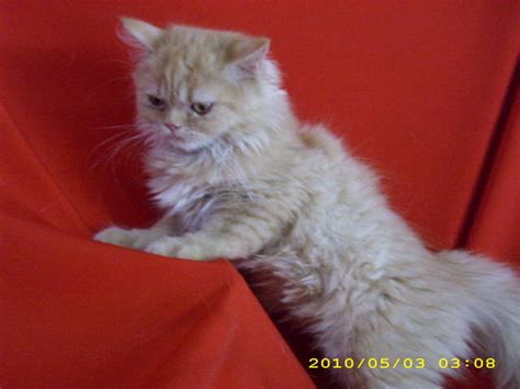 Add a little baby shampoo to a basin of warm water. persian cats FOR SALE ADOPTION from Kedah Kulim @ Adpost ...