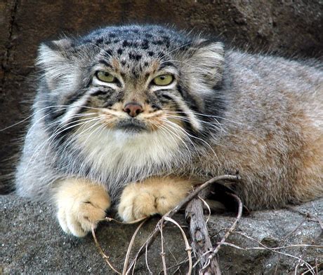 After a year or two most cats are grown. The Pallas Cat - moggyblog