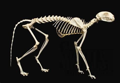 Cat Skeleton Animal Skeletons Cat Anatomy