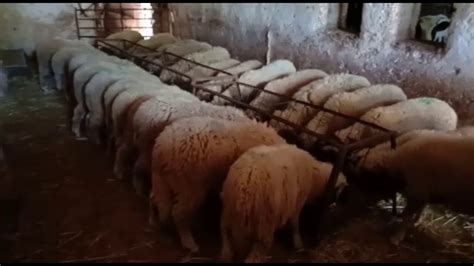 Cette année encore, des milliers de fidèles vont se souhaiter un aid moubarak (que l'on peut traduire par bonne fête de l'aid), malgré la crise sanitaire du coronavirus. Mouton Aid 2020 - 01 خروف - YouTube