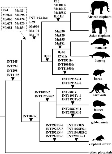 Phylogenetic Relationships Of Afrotheria Reconstructed By Retroposon