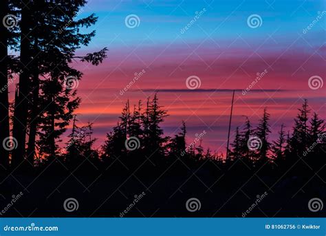 Pine Trees At Sunset Stock Photo Image Of Beautiful 81062756