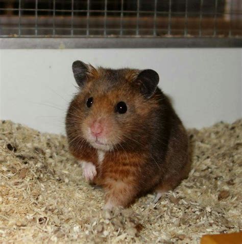 Male Syrian Hamster Lifespan Pet And You
