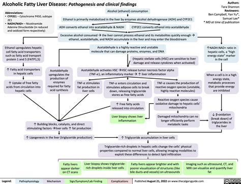 Alcoholic Fatty Liver Disease Pathogenesis And Clinical Findings