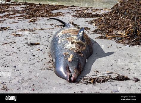 Dead Sowerbys Beaked Whale Mesoplodon Bidens North Atlantic Or