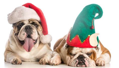The major breeds of bulldogs are english bulldog, american bulldog french bulldog clothes. 7 Ideas on How to Spend Christmas with Your Dog - Top Dog Tips