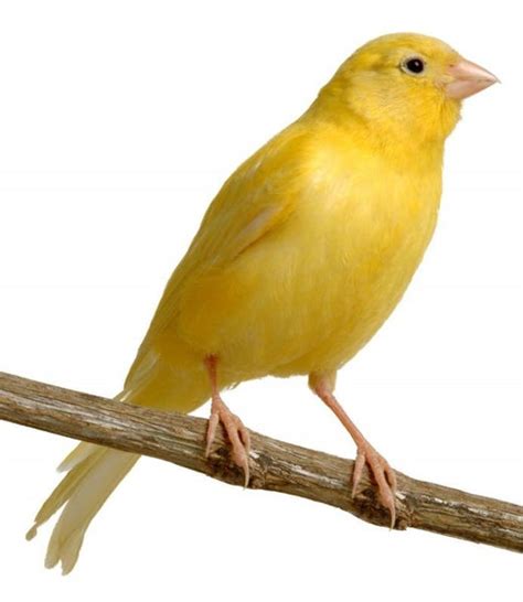 Guide To Caring For Canaries Naturalworldpets