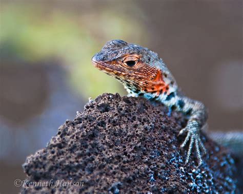 Found in the umm jirsan lava tube system—a sprawling network of tunnels formed by volcanic activity—the hundreds of thousands of bones belong to at least 14 kinds of animals, including cattle,. Lava lizard on rock