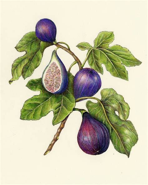 Vintage Fig Botanical Illustration Botanique Vintage Dessins