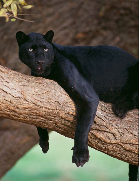 Panthers Habitat Are There Really Black Panthers The National