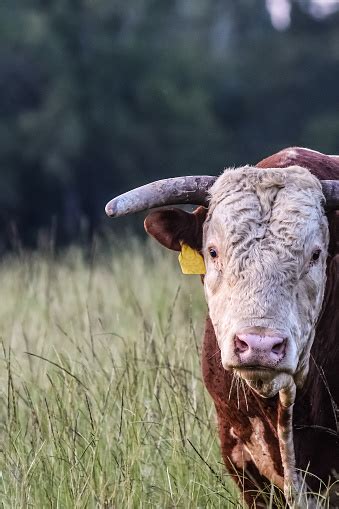 Hereford Bull Head And Chest Stock Photo Download Image