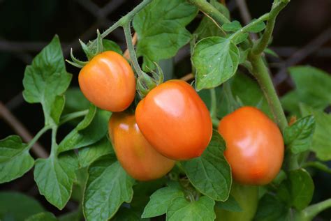 Pruning And Suckering Tomato Plants — Bobs Market And Greenhouses