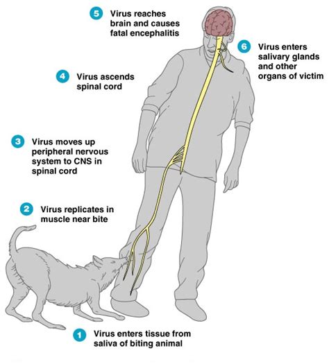 The animal can no longer the owners enough to know what is rabies in dogs, how to identify it. What is Rabies and Its Symptoms | Vinn Hospital