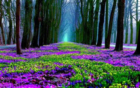 Spring Flowers In Forest Computer Wallpapers Desktop Backgrounds