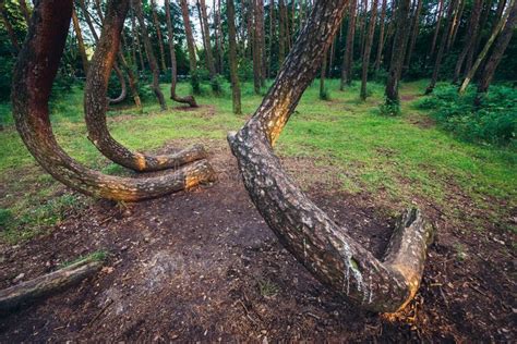 Famous Crooked Forest Stock Photo Image Of Trees Tree 96892418