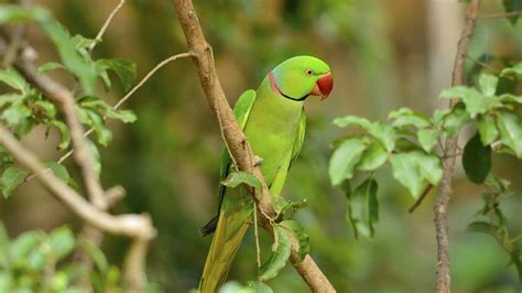 They also obtain the necessary sunlight for photosynthesis due to their proximity to the canopy. Rain Forest Rescue