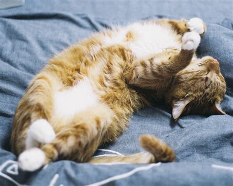 5 Reasons Why Your Cat Sleeps On His Back