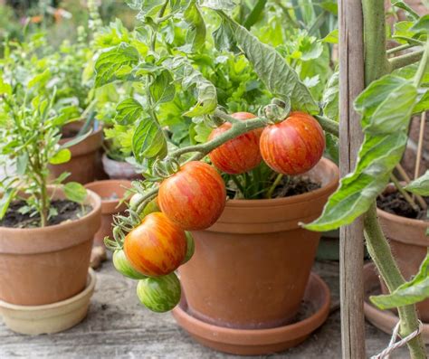 Vegetables That Are The Easiest To Grow In Containers