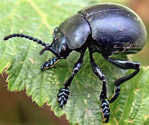 This opens in a new window. maycintadamayantixibb: Hard Shell Beetle Infestation Taxidermy