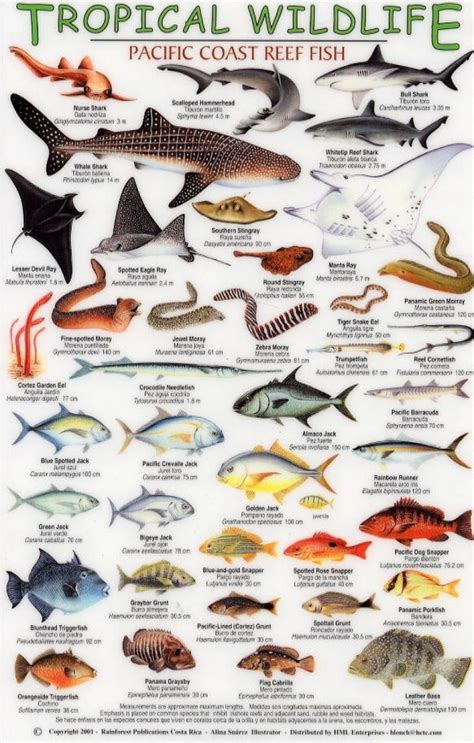 Tropical Fish Identification Guide