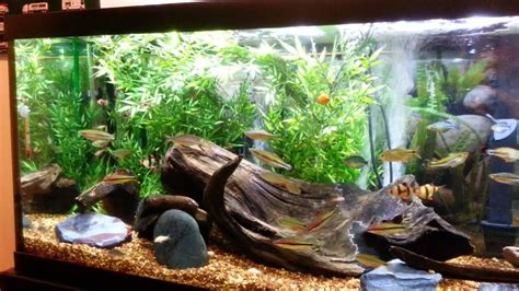 Check out our aquarium decorations selection for the very best in unique or custom, handmade pieces from our aquariums & tank décor shops. 75 gallon community aquarium - YouTube