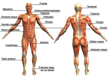 Sistema Muscular Cuerpo Humano Escuelapedia Recursos