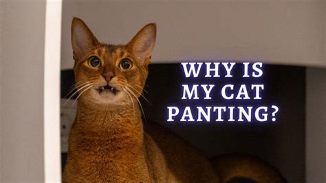 ᐉ Why Is My Cat Panting 8 Reasons Why Do Cats Pant