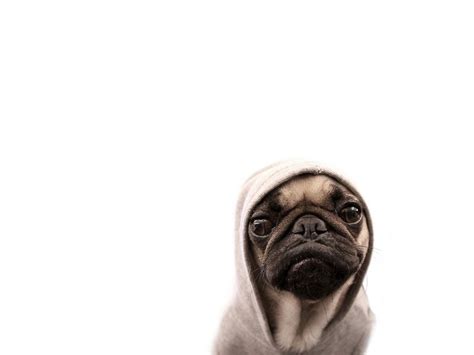 Free Download Beautiful Pug Pugs Wallpaper 13728011 1920x1080 For