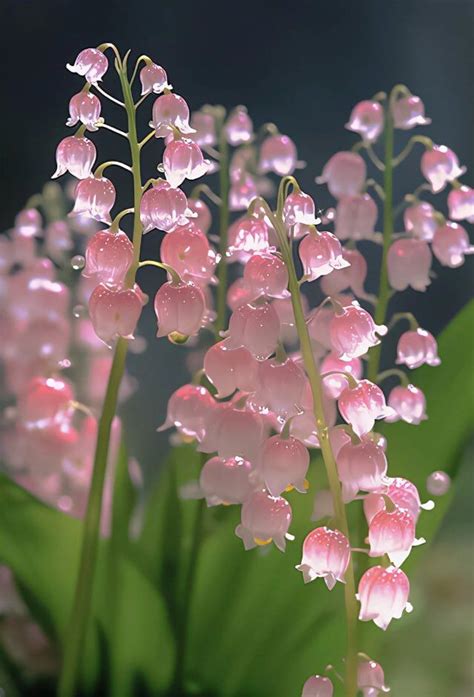Pink Lily Of The Valley Pinkcore Cottagecore Flower Flowercore Sweet Sweetcore In
