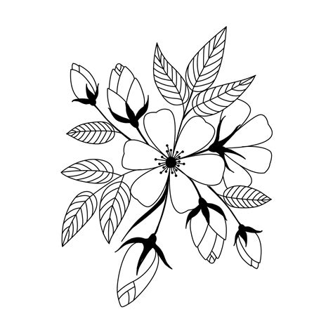 Wild Rose Flowers Drawing And Sketch With Line Art Wild Rose Vector