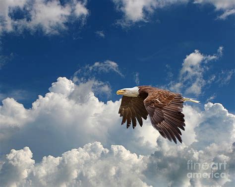 Bald Eagle In The Clouds Photograph By Dale Erickson