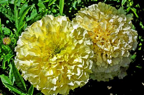 Marigolds Flowers Garden Free Photo On Pixabay Pixabay