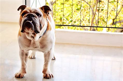 3 Best Dog Food For English Bulldogs With Skin Allergies Buying Guide