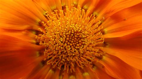 Kostenlose Foto Natur Blühen Fotografie Blume Blütenblatt Orange